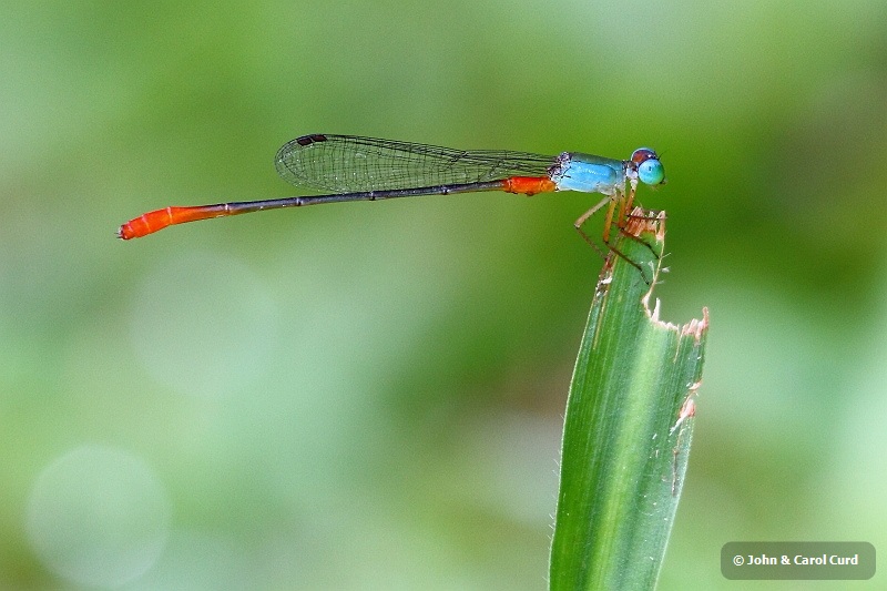 J01_2032 Ceriagrion cerinorubellum.JPG